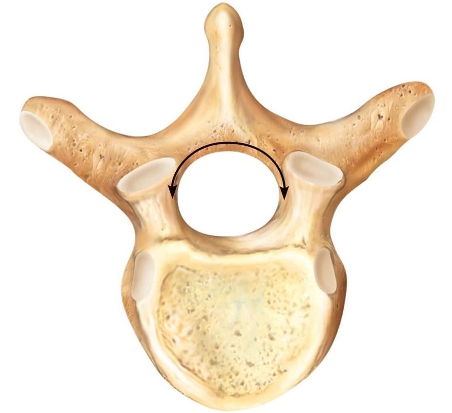 <p>Which Vertebrae is This?</p>