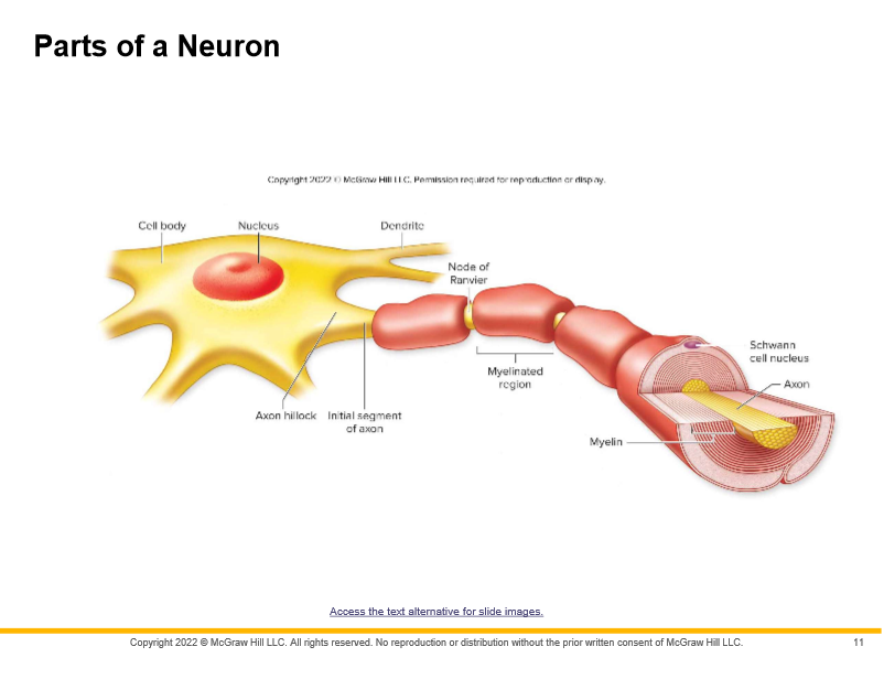 initial

axon collaterals

Nodes of Ranvier
