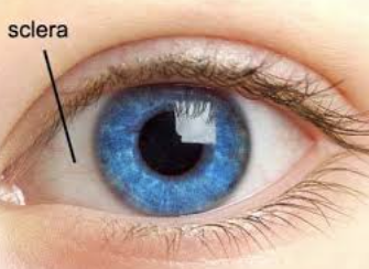 <p>sclera</p>