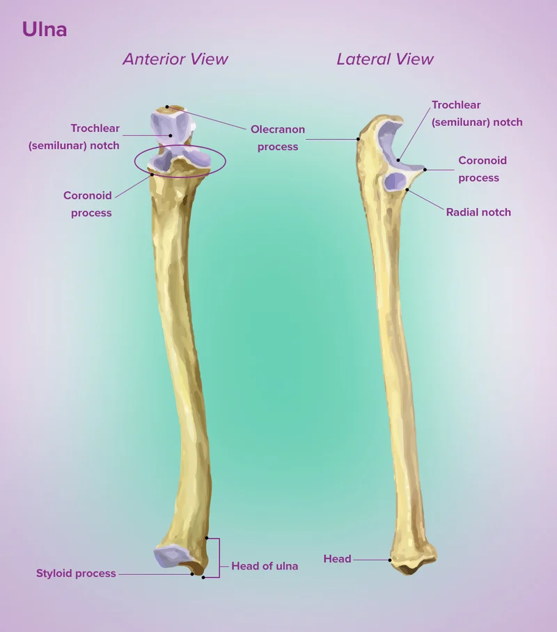 <p>Big bump on the back of the ulna (elbow tip).</p><p></p>