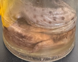 <p>What is the scientific name of this specimen?</p>