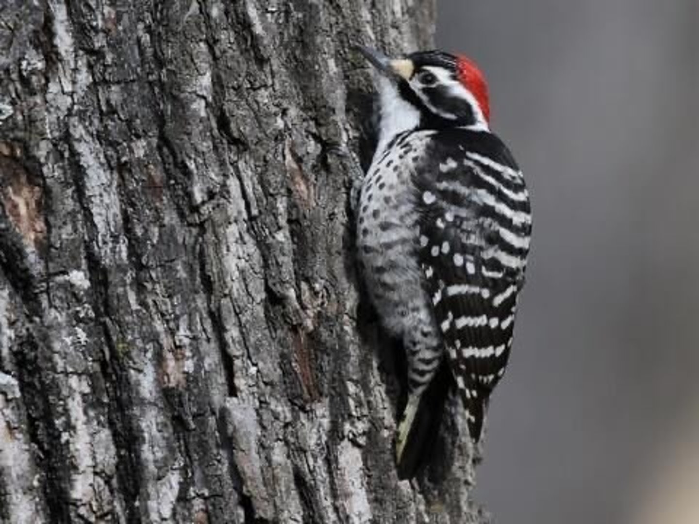 <p>oak and riparian woodlands</p>