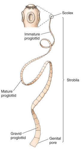<ul><li><p>Composed of posterior scolex, repeating segments (proglottids), making the strobila</p></li><li><p>No gut, absorb nutrients through skin</p></li><li><p>Each proglottid contains both male and female organs</p></li></ul><p></p>