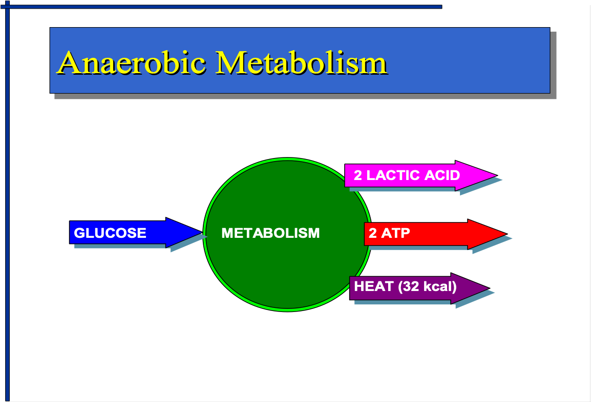 <p>GLUCOSE= 2 LACTIC ACID+ 2ATP+ HEAT (32KCAL)</p>