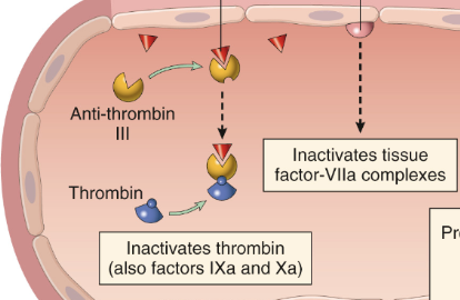 <p><strong>Antitrombin III</strong> kommer att binda till heparin-liknande molekyler på endotelet vilket accelererar dess funktion. Det inhiberar:</p><ul><li><p>Trombin</p></li><li><p>Faktor 9 och 10 (samt 11 och 12)</p></li></ul>