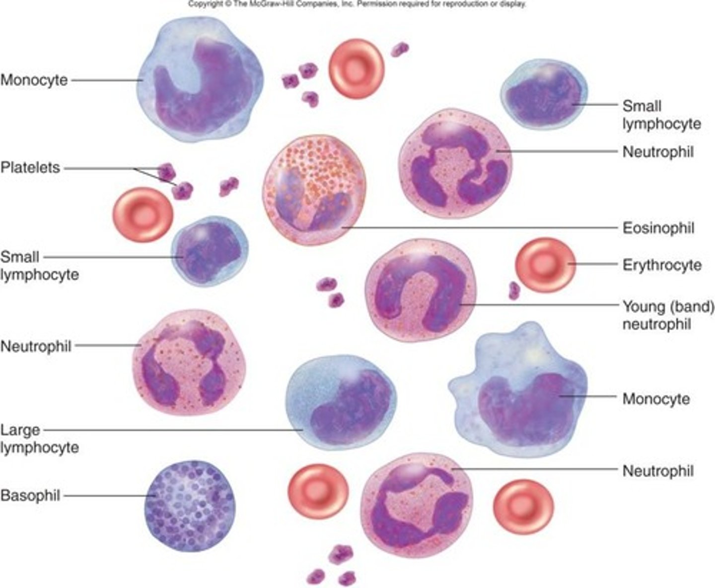 <p>White blood cells; average count is 5,000-10,000 per uL.</p><p>Cell category types:</p><p>- Granulocytes: Visible granules</p><p>- Agranulocytes: non-visible granules</p><p>5 types:</p><p>- Neutrophils</p><p>- Eosinophils</p><p>- Basophils</p><p>- Lymphocytes</p><p>- Monocytes</p><p>Function:</p><p>- Immune support, kill foreign invaders</p>