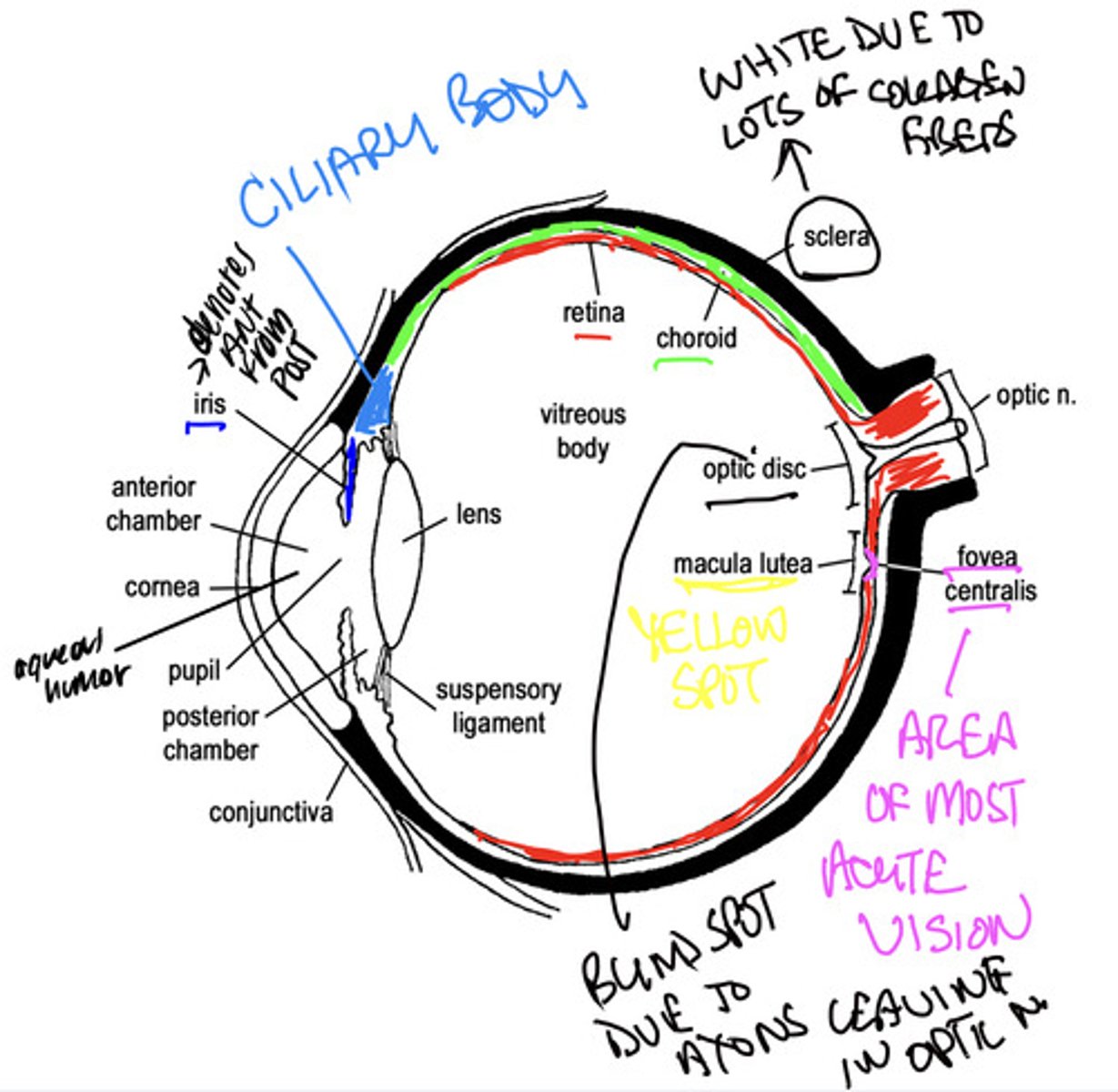 <p>- an external fibrous layer: sclera/cornea</p><p>- a middle/vascular layer: choroid, ciliary body, iris</p><p>- internal/retinal layer: very thin delicate membrane</p>