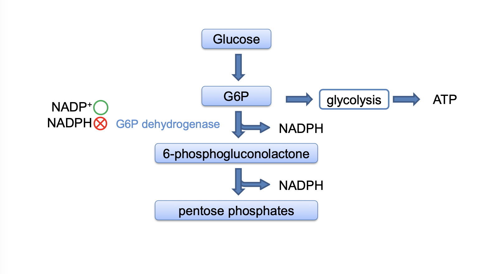 <ul><li><p>when cell needs more NADPH or ribose-5-phosphate, G6PDH gets more active</p><ul><li><p>it is allosterically activated by NADP+</p></li></ul></li><li><p>NADPH inhibits G6PDH by product inhibition. </p></li></ul>