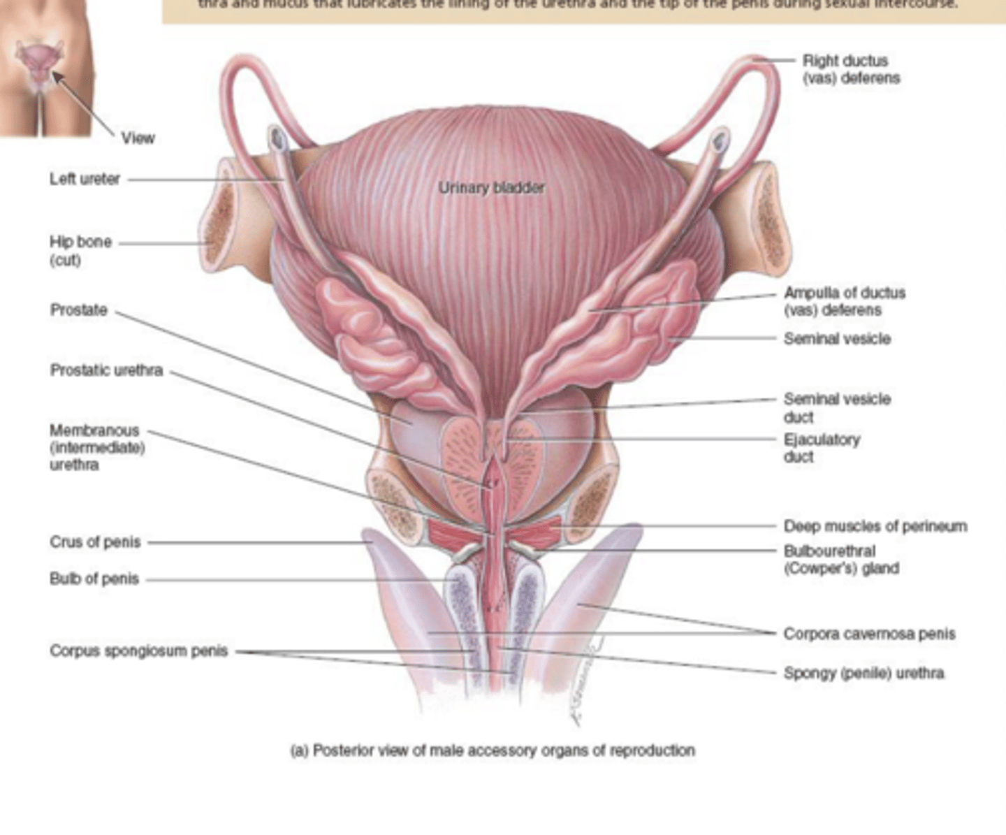 <p>-seminal vesicles</p><p>-prostate</p><p>-bulbo-urethral glands</p>