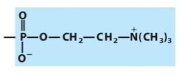 <p>What is the name and category of this lipid?</p>