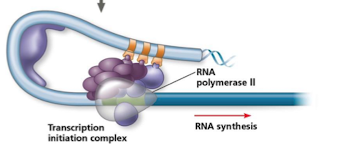 <ul><li><p>TFs bind to control elements</p></li><li><p>once bound, TFs interact with mediator proteins that act like bridges</p></li><li><p>mediator proteins stabilize and recruit TIC</p></li><li><p>DNA looping brings distal elements like enhancers close to promoter region so their bound proteins can interact with transcription machinery</p></li></ul><p></p>