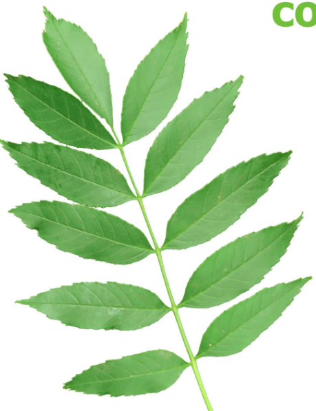 <p><strong>Ash (<em>Fraxinus excelsior</em>)</strong></p><ul><li><p class="">Black buds in spring (opposite pairs)</p></li><li><p class="">Compound leaves (pinnate, 9–13 leaflets)</p></li><li><p class="">Grey bark, deeply ridged with age</p></li><li><p class="">Opposite branching pattern</p></li></ul><p></p>