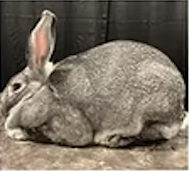 <p>Breed:<br>Showroom Classification:<br>Class:</p>