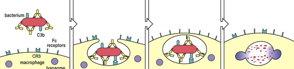 <ul><li><p>Bacterium os coated with complement and IgG antibody</p></li><li><p>When iC3b binds to CR3 and the antibody binds to Fc receptor, bacteria are phagocytosed.</p></li><li><p>Macrophage membranes fuse creating membrane-bounded vesicle, the phagosome</p></li><li><p>Lysosomes fuse with these vesicles, delivering enzymes that degrade the bacterium</p></li></ul>