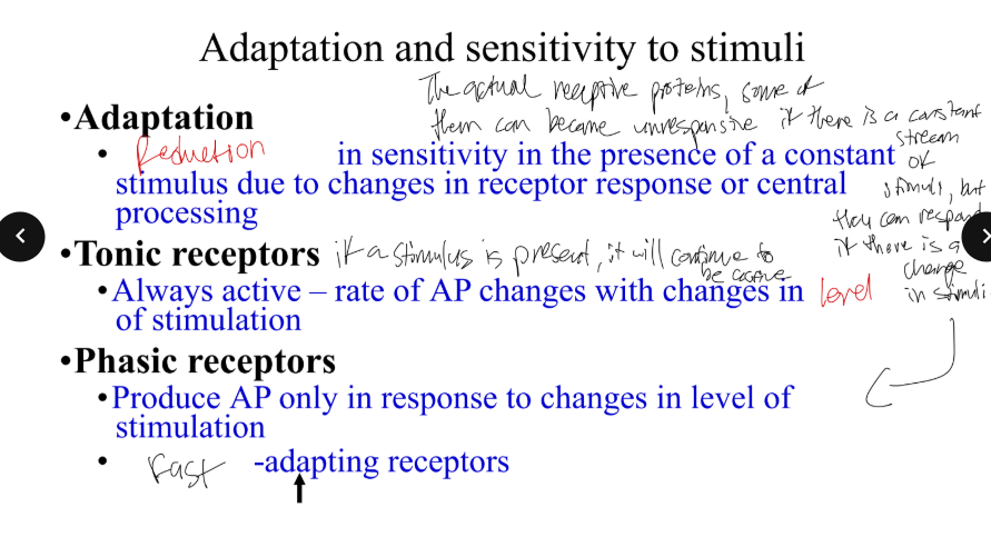 <p>In context of adaptation and sensitivity to stimuli, what is adaptation?</p>
