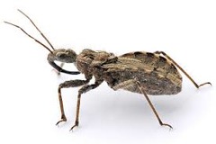 assassin bugs