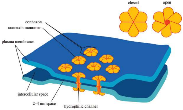 <p>direct cell–cell communication and are often found in small bunches together; formed by the alignment and interaction of pores composed of six molecules of connexin</p>
