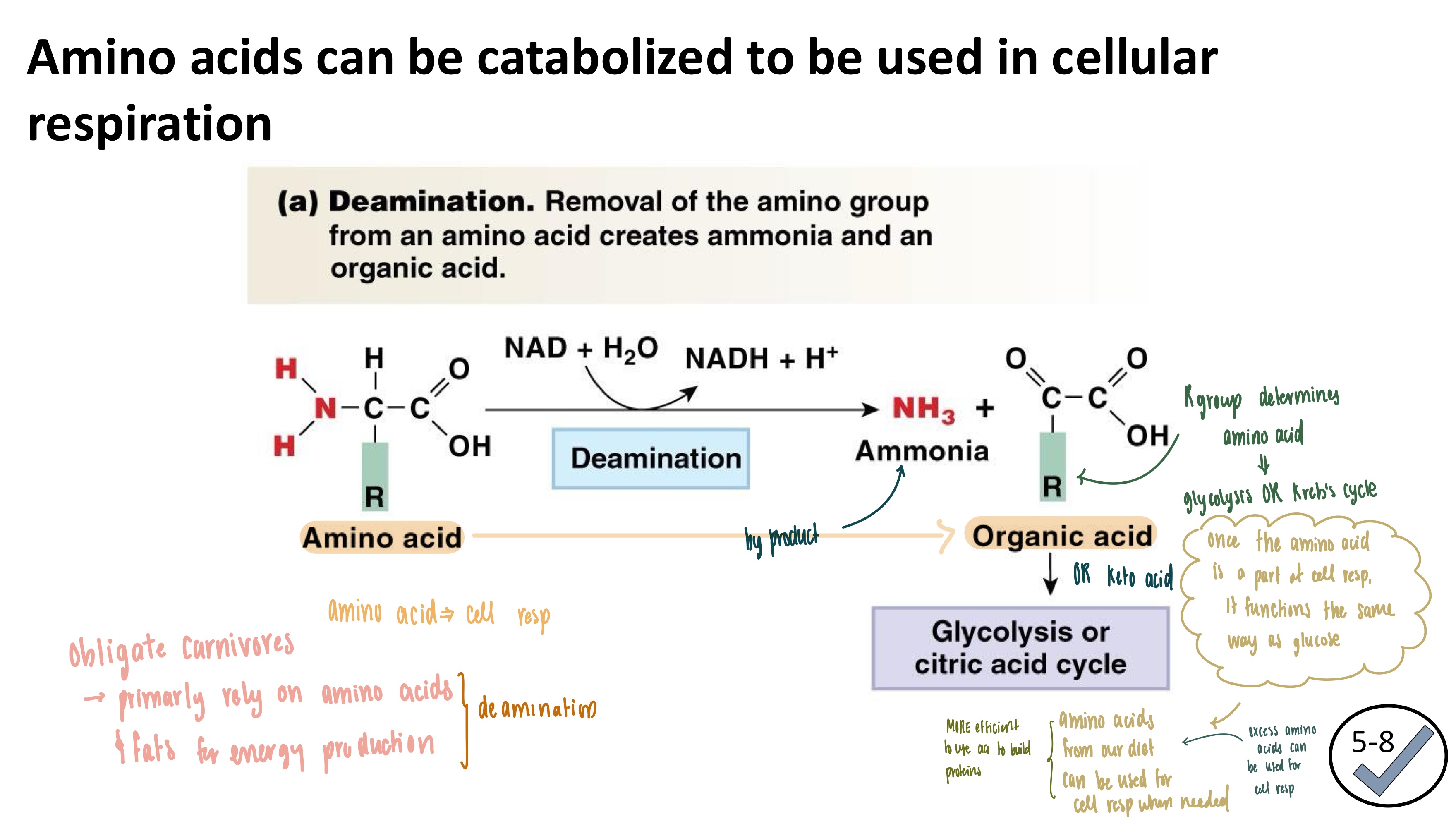 <ul><li><p><strong>Deamination</strong>: transformation of an amino acid to an organic acid so it can be USED in cellular respiration</p></li><li><p>Used in</p><ol><li><p>Glycolysis (some amino acids)</p></li><li><p>Citric Acid Cycle</p></li></ol></li><li><p>DEAMINATION IS IRREVERSIBLE</p></li></ul><p></p>