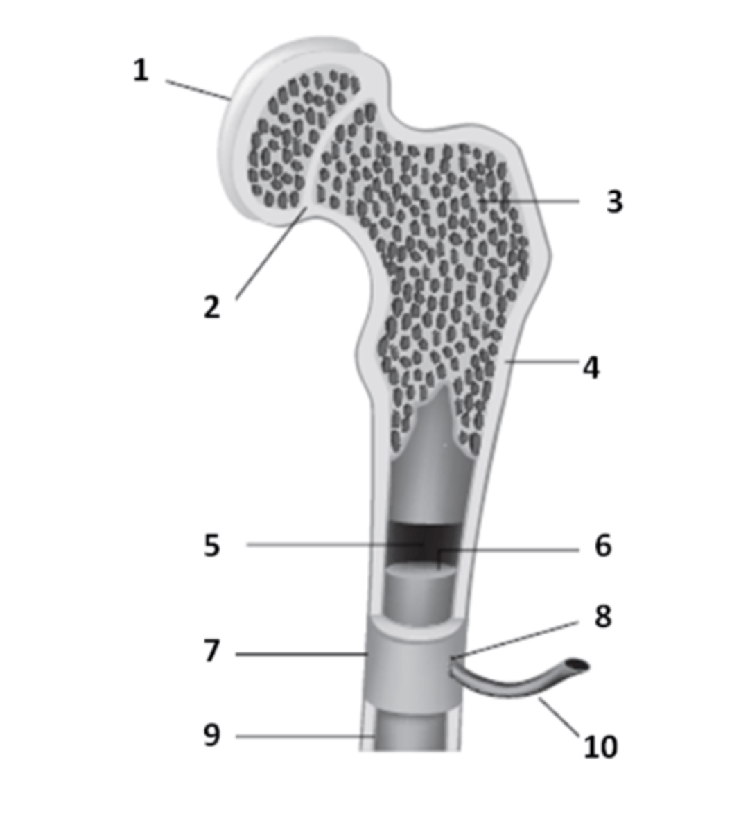 <p>What structure of bone anatomy is 9?</p>
