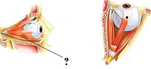 <p><span><span>Identify the indicated structure.</span></span></p>