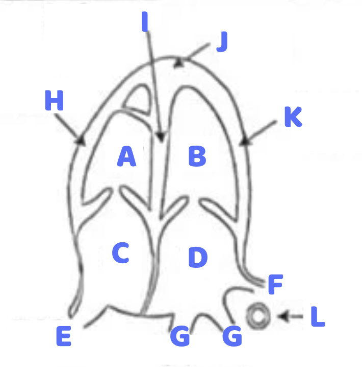 <p><span style="color: rgb(81, 112, 255);"><strong>D</strong></span></p>