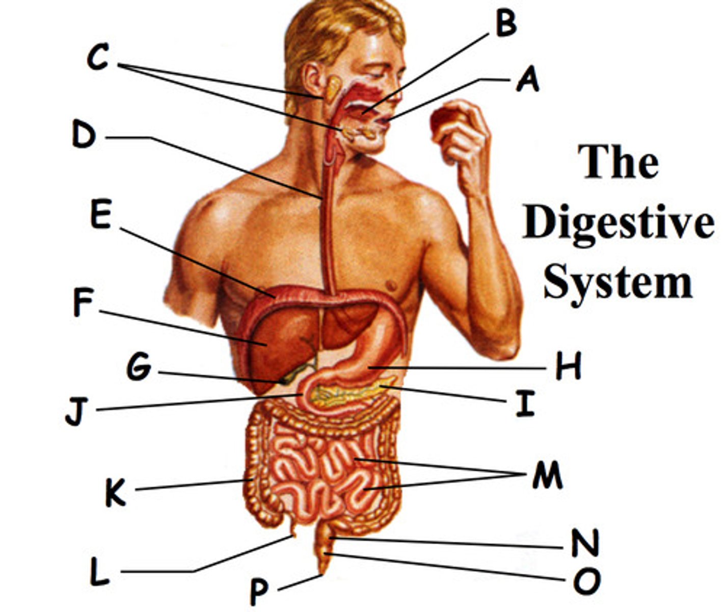 <p>In the picture of the digestive system what is letter "I" pointing to?</p>