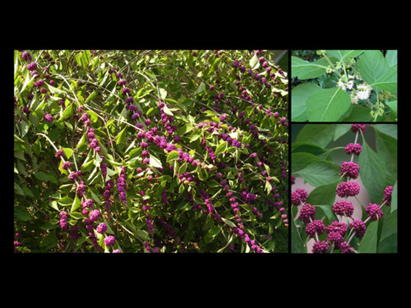 <p>toothed leaves and blackberry-like fruits; each fruit develops from an entire flower cluster.</p>