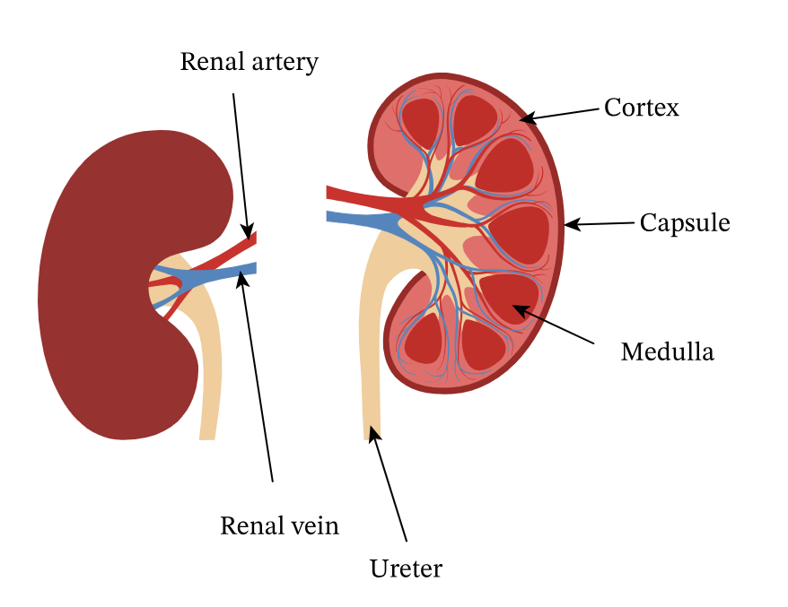 <p>Renal vein</p>