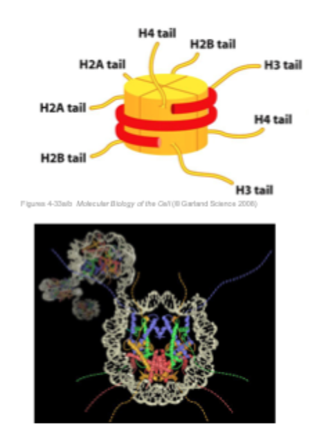 <p>each of the core histones has an N- terminal tail (amino- terminal) that extrudes from the surface of the nucleosome</p><p>Histone tails may help to pack nucleosomes, thereby forming higher order chromatin structures </p><p>These histone tails can be subject to several forms of covalent modifications </p>