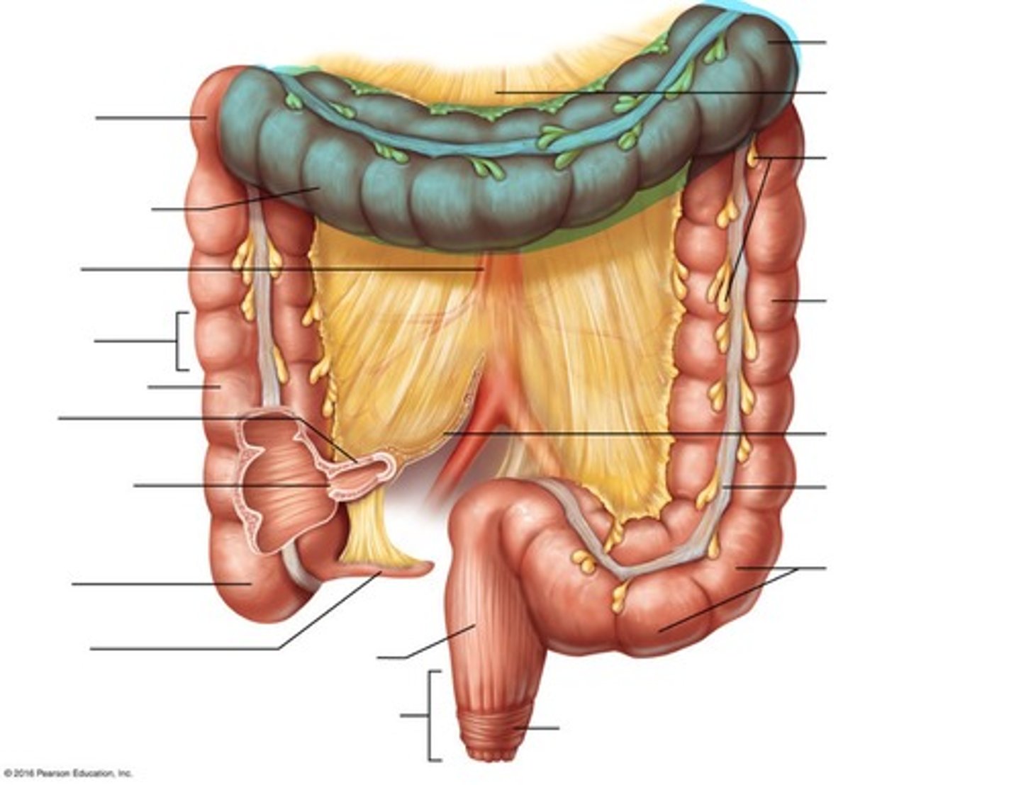<p>Colon that goes across the abdomen</p>