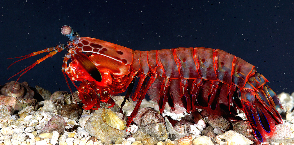 <p>What phylum+class is this?</p>