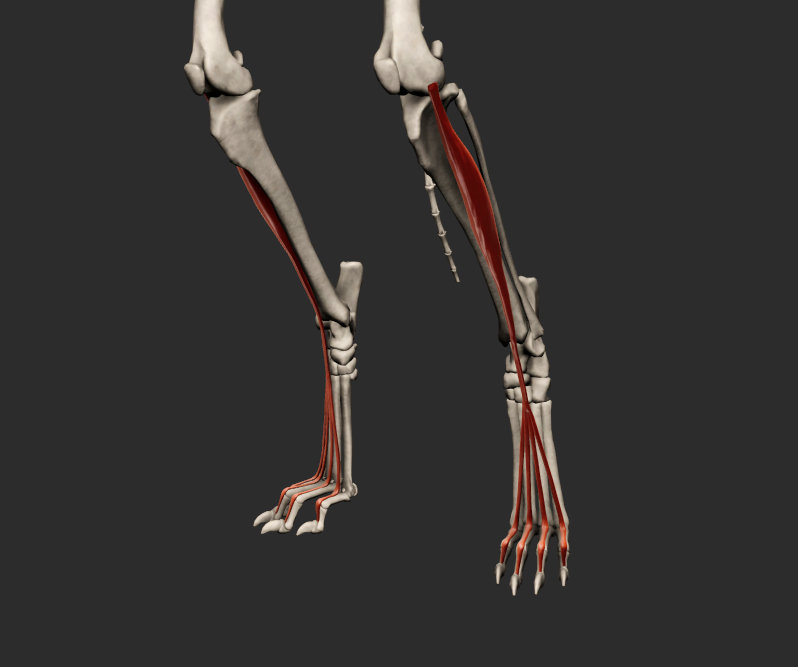 <p>odstup: fossa extensoria femoris</p><p>úpon: phalanx distalis digiti II-V (úponová šlacha se dělí na čtyři větve)</p><p>funkce: flexe v articulationes tarsi a extenze kloubů prstů pánevní končetiny</p><p></p><p>Fe:</p><p>Sval se upíná na phalanx media a phalanx distalis II. až V. prstu.</p>