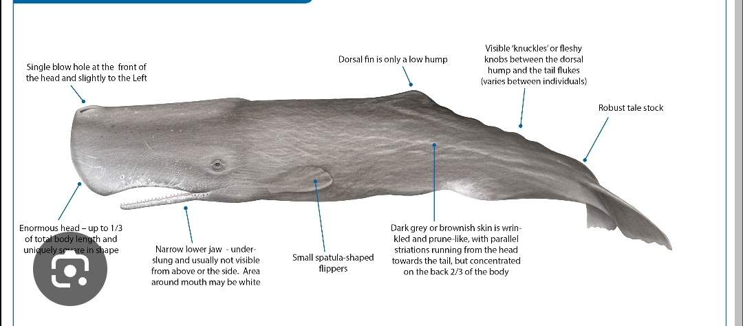 <p class="has-focus">Physeteridae family</p><p class="has-focus">diet is varied and includes various fish, sharks, skates, and octopuses. But mainly giant squid</p><p class="has-focus">Dark grey with an extremely large, block-shaped head that has a single blowhole located on the left side of their head.</p>