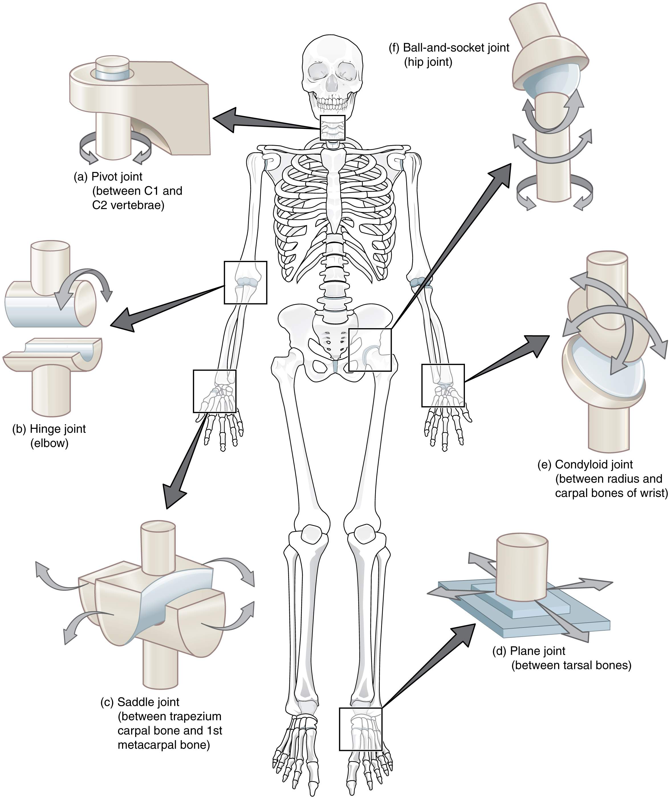 <p>Hips and shoulders</p>