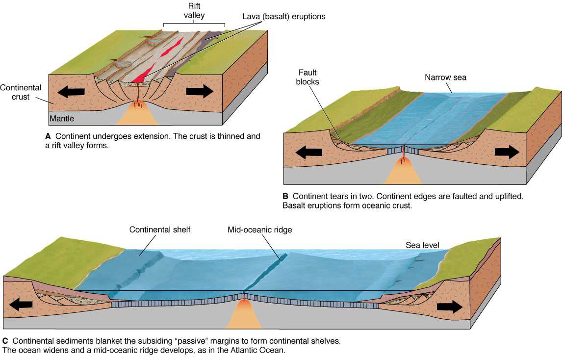 <ul><li><p>First 2 major stages of the Wilson Cycle</p></li><li><p>Rifting → continent extends, thinning the crust and allowing a valley to form</p></li><li><p>Continent then becomes two, separated by oceanic crust formed from basalt eruptions</p></li><li><p>The land that meets the water = passive margin</p></li></ul><p></p>