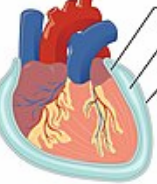 <p>A double-layered membrane consisting of parietal and visceral portions that lines body cavities and encases viscera, reducing friction.</p>