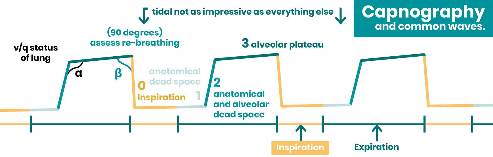 <p>What is <strong>Capnography technology? What does it do?</strong></p>