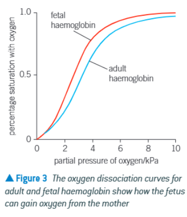 <p>The foetal haemoglobin curve shifts to the left</p>