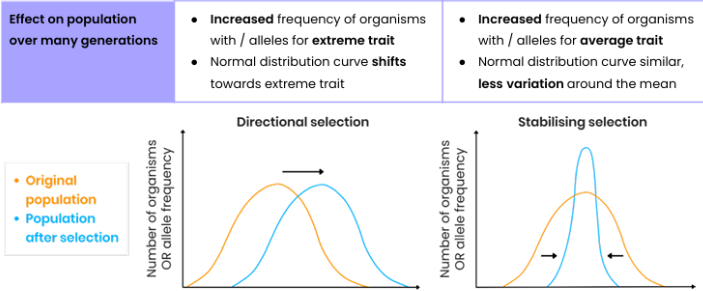 <ul><li><p>Stabilising prevents change.</p><ul><li><p>Average phenotype selected against both extremes.</p></li></ul></li></ul><p></p><ul><li><p>DISRUPTIVE: Both extremes of a phenotype have a selective advantage over those in the middle, so both are selected, most important in bringing about evolutionary change and thus speciation.</p></li></ul><p></p>