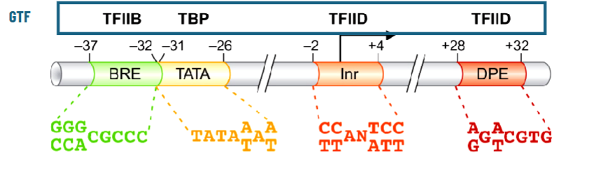 <p>minimal set of elements required for accurate in vitro transcription initiation by RNAP II</p><p>necessary for recruitment, binding, and proper positioning of RNAP II</p><ul><li><p>TATA box at ~-30 TBP binding site</p></li><li><p>initiator on TSS</p></li><li><p>downstream promoter element</p></li><li><p>TFIIB, upstream</p></li></ul><p>but lots of promoters don’t have initiator and downstream element and there are TATA-less promoters too</p><p></p>