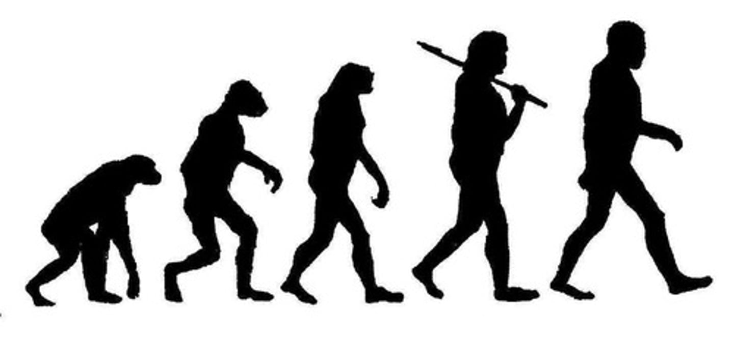 <p>Change in a kind of organism over time; process by which modern organisms have descended from ancient organisms.</p>