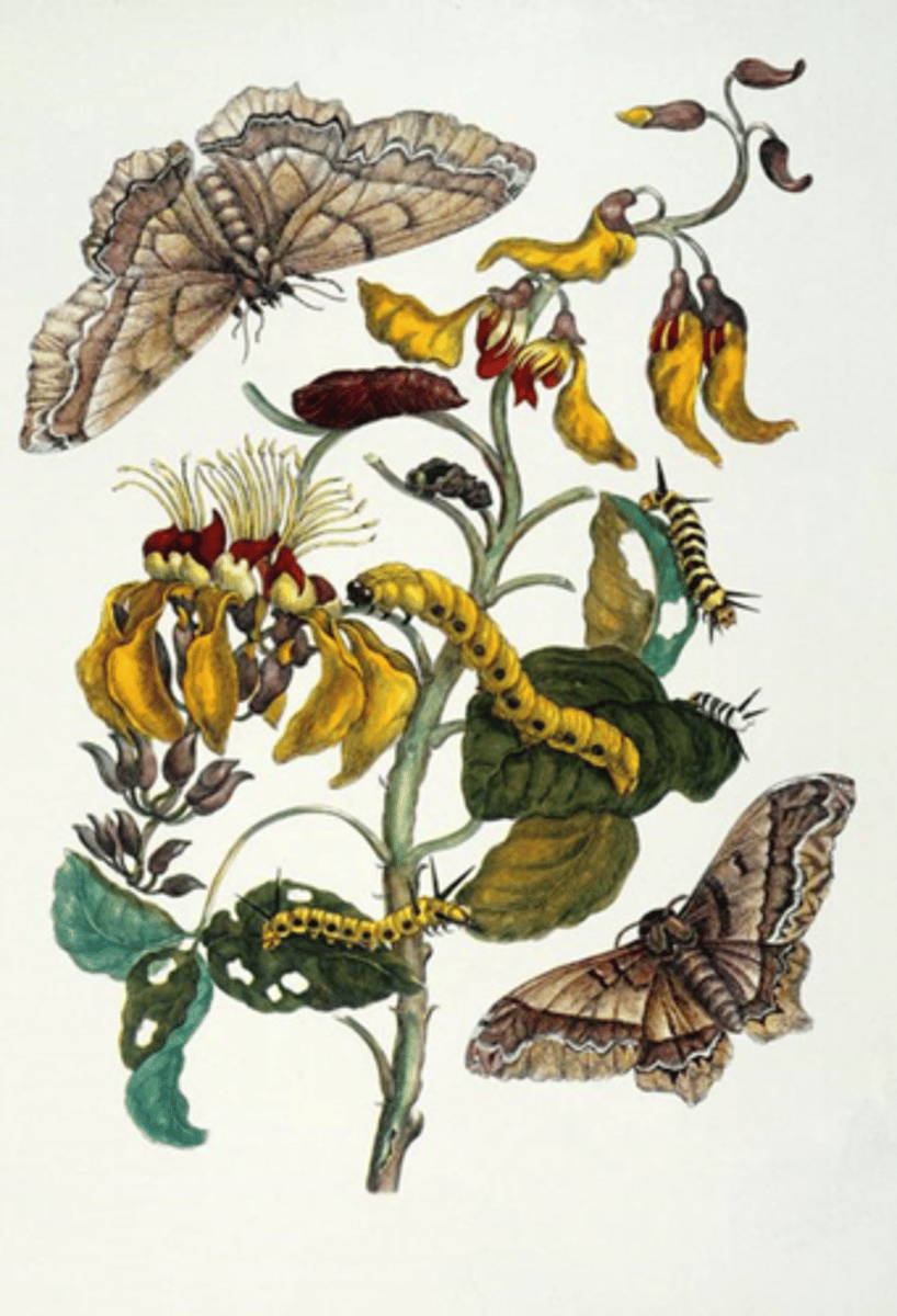 knowt flashcard image