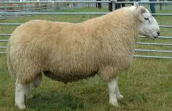 <p>What breed is this?</p>