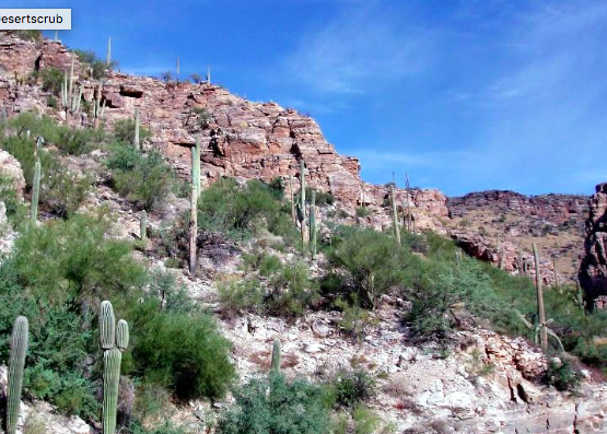 Low productivity, Low decomposition.
