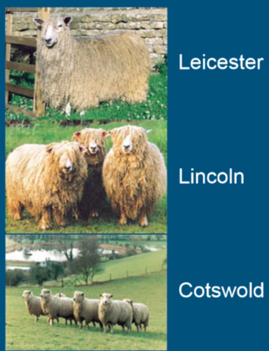 <ul><li><p>Advantages </p><ul><li><p>Heavy fleeces, long fibers: </p><ul><li><p>used for <strong>hand-knit crafts</strong></p></li><li><p>protect from harsh climates and wet weather </p></li></ul></li><li><p><strong>footrot resistant </strong></p></li></ul></li><li><p>limitations </p><ul><li><p>coarse fleeces of lower value </p></li><li><p>not adapted to hot, dry climtes</p></li><li><p>slow to mature to market weight </p></li></ul></li><li><p><strong>Leicester </strong></p></li><li><p><strong>Lincoln </strong></p></li><li><p><strong>Cotswold </strong></p></li></ul>