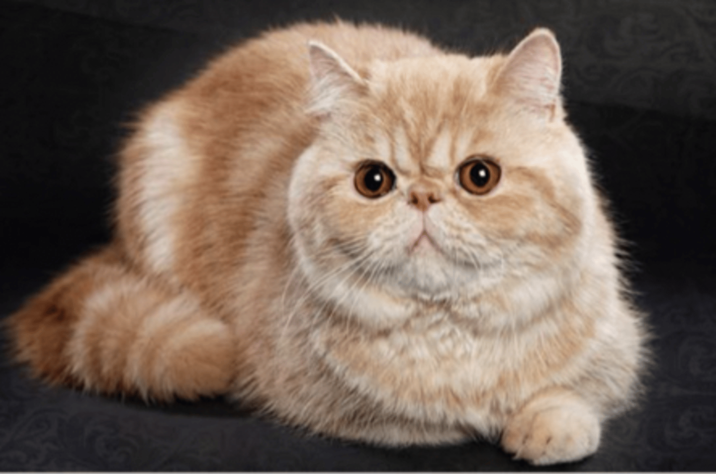 <p>mostly copper eyes, short legs</p>
