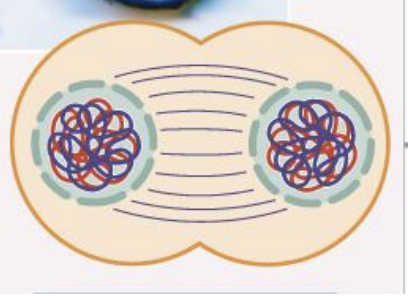 <ul><li><p>cytoplasm separates after chromosomes move to poles</p></li><li><p>nuclear membrane begins to form</p></li><li><p>chromosomes decondense</p></li></ul><p></p>