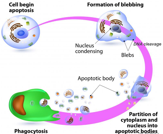 * DNA and organelles are broken down
* Membrane blebbing
* Cell breaks into pieces (apoptotic bodies)
* Phagocytosis of apoptotic bodies