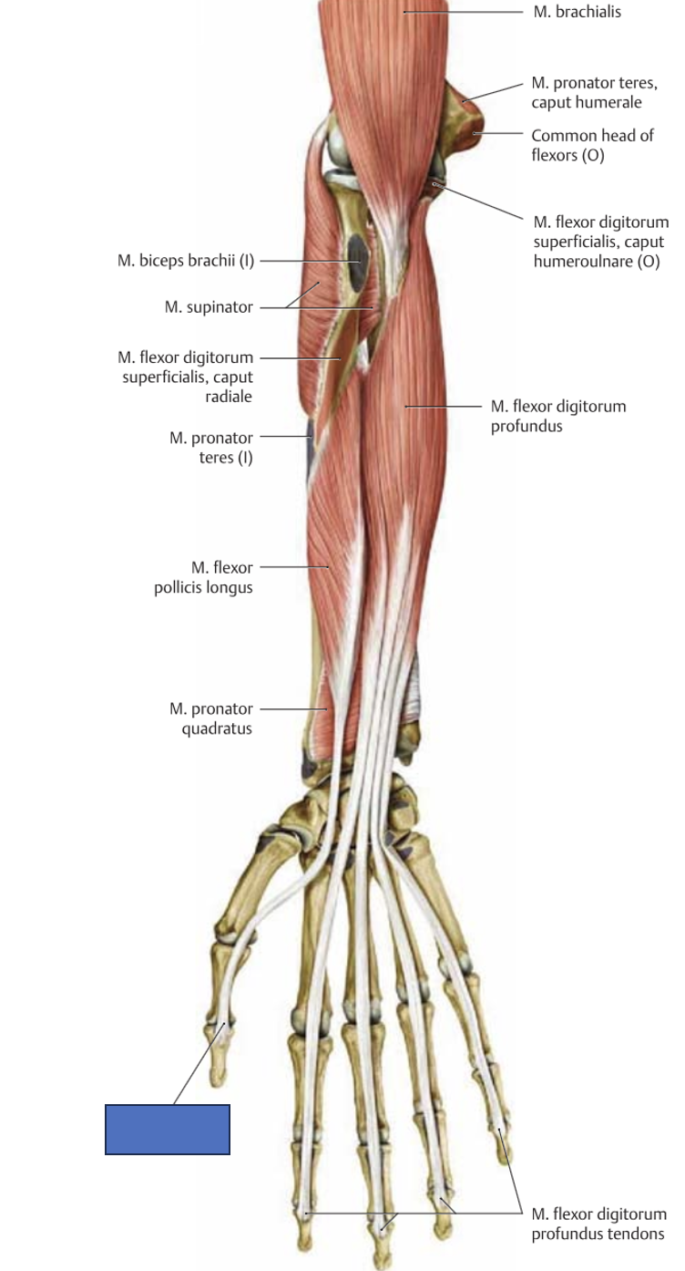 <p>m. flexor pollicis longus → paintub pöidla distaalset lüli ja rannet</p>
