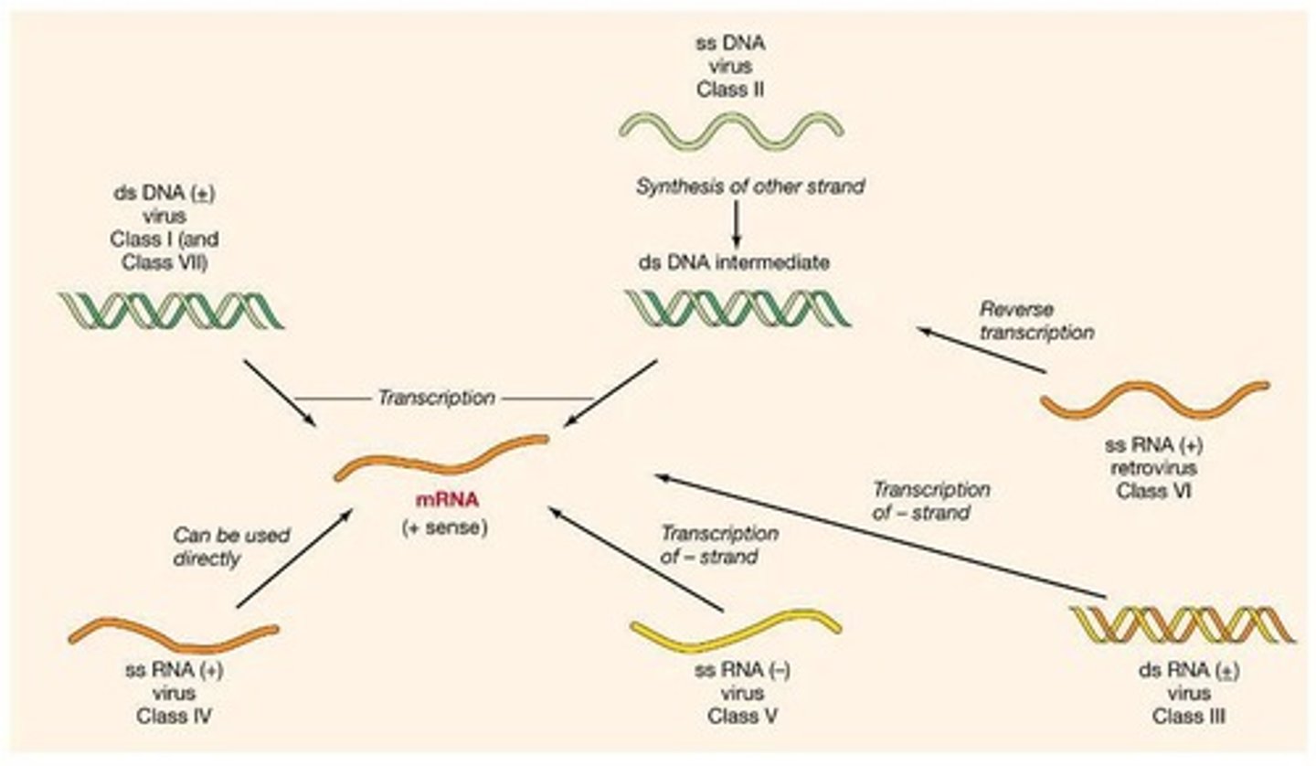 <p>(+)-Sense RNA viruses have their genome directly translated to functional proteins by the host's Ribosomes, like the cell's mRNA.</p><p>(-)-Sense RNA Viruses need to have their genomes replicated by an RNA Replicase before they can be translated.</p>